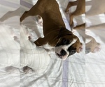 Small Photo #3 Boxer Puppy For Sale in DELTONA, FL, USA