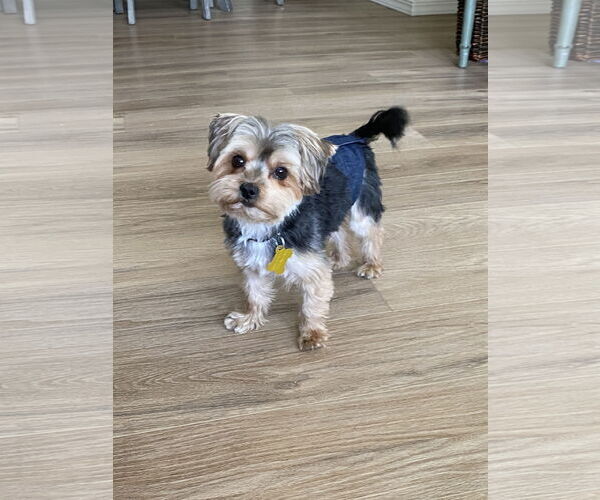Medium Photo #3 Maltese-Unknown Mix Puppy For Sale in Sandy, UT, USA