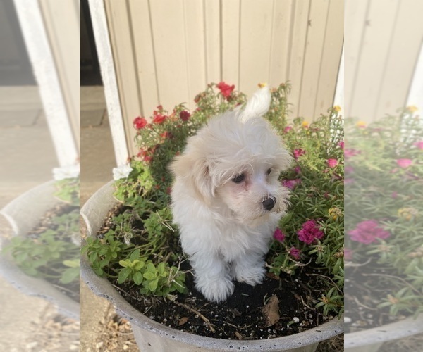 Medium Photo #4 Maltese Puppy For Sale in FREDONIA, KS, USA