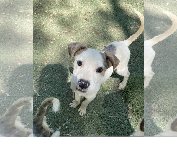 Medium Photo #1 Mutt Puppy For Sale in Tracy City, TN, USA