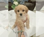 Small #1 Maltipoo