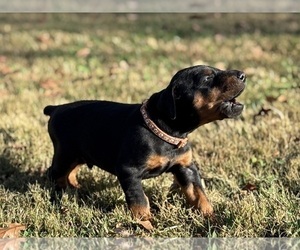 Doberman Pinscher Puppy for sale in NEWTON, NC, USA