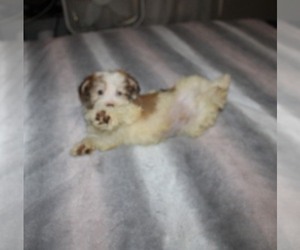 Havanese Puppy for Sale in THAYER, Kansas USA