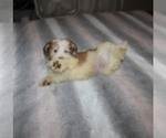 Spicey - Male Havanese Puppy for Sale - Small photo