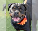 Small Rottweiler