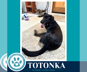Totonka 101726 - Male Great Dane-Unknown Mix Dog for Adoption - Photo #4