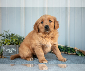 Medium Golden Retriever