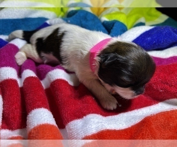 Medium Photo #5 Shih Tzu Puppy For Sale in MOORESVILLE, NC, USA