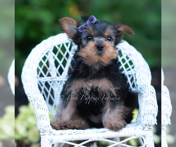 Medium Photo #96 Yorkshire Terrier Puppy For Sale in WARSAW, IN, USA
