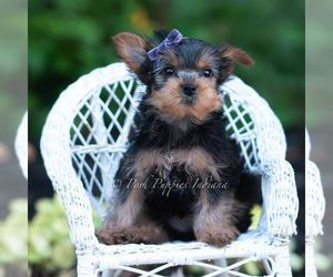 Medium Yorkshire Terrier