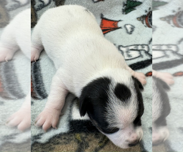 Medium Photo #7 Rat Terrier Puppy For Sale in WHITAKERS, NC, USA