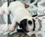 Small Photo #7 Rat Terrier Puppy For Sale in WHITAKERS, NC, USA