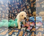 Small Photo #62 German Shepherd Dog Puppy For Sale in CECILIA, KY, USA