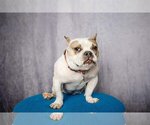 Small Photo #2 Olde Bulldog Puppy For Sale in Princeton, MN, USA
