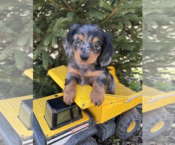 Medium Photo #2 Dachshund Puppy For Sale in MIDDLEBURY, IN, USA