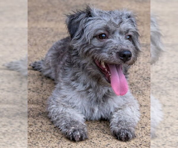 Medium Photo #1 Poodle (Miniature)-Unknown Mix Puppy For Sale in Virginia Beach, VA, USA