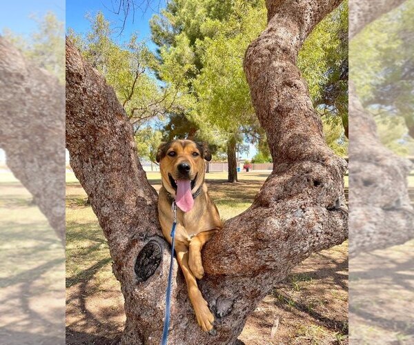 Medium Photo #3 Mutt Puppy For Sale in Phoenix, AZ, USA