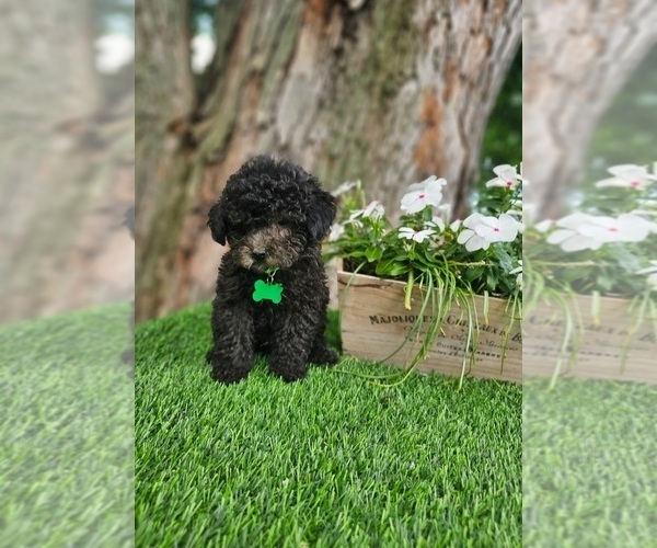 Medium Photo #4 Poodle (Toy) Puppy For Sale in INDIANAPOLIS, IN, USA