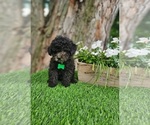 Small #3 Poodle (Toy)