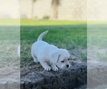 Small Photo #7 French Bulldog-Maltese Mix Puppy For Sale in BAKERSFIELD, CA, USA