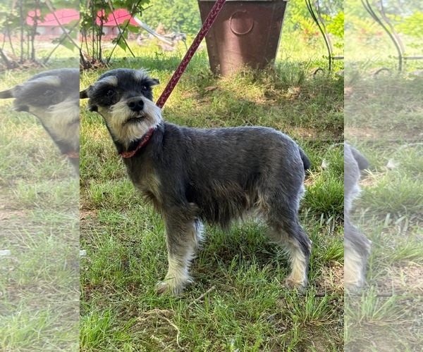 Medium Photo #7 Mutt Puppy For Sale in HOPKINSVILLE/PRINCETON, KY, NH, USA