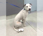 Small American Staffordshire Terrier Mix