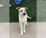 Small Australian Shepherd Mix