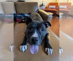 Small #1 American Pit Bull Terrier Mix