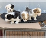 Small #2 Pembroke Welsh Corgi