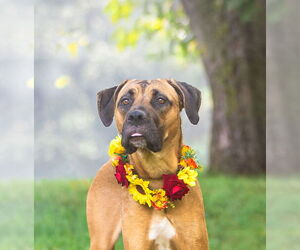 Selena - Female Boxer-Unknown Mix Dog for Adoption - Photo #5