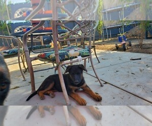 German Shepherd Dog Puppy for sale in STKN, CA, USA