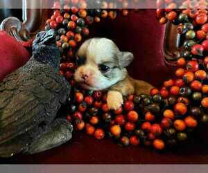 Chihuahua Puppy for sale in NEWVILLE, PA, USA