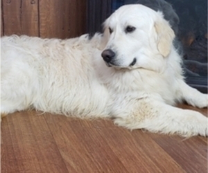 Father of the English Cream Golden Retriever puppies born on 02/21/2024