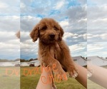Small Photo #67 Goldendoodle Puppy For Sale in WEST PLAINS, MO, USA