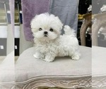 Small Photo #2 Maltese Puppy For Sale in CLERMONT, FL, USA