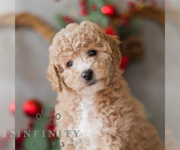 Medium Photo #1 Bichpoo Puppy For Sale in DORNSIFE, PA, USA