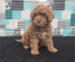 Small Photo #1 Goldendoodle (Miniature) Puppy For Sale in BLAKESBURG, IA, USA
