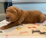 Small Photo #44 Goldendoodle Puppy For Sale in NORTH SCITUATE, RI, USA