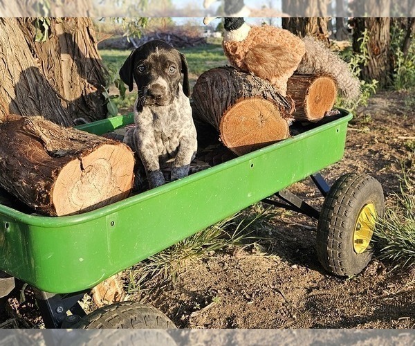 Medium Photo #67 German Shorthaired Pointer Puppy For Sale in EVANSVILLE, WY, USA