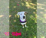 Small #2 Australian Shepherd-Boxer Mix