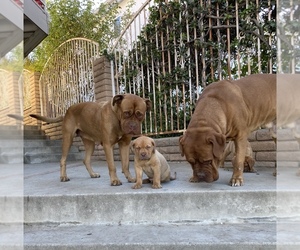 Mother of the Dogue de Bordeaux puppies born on 10/14/2020