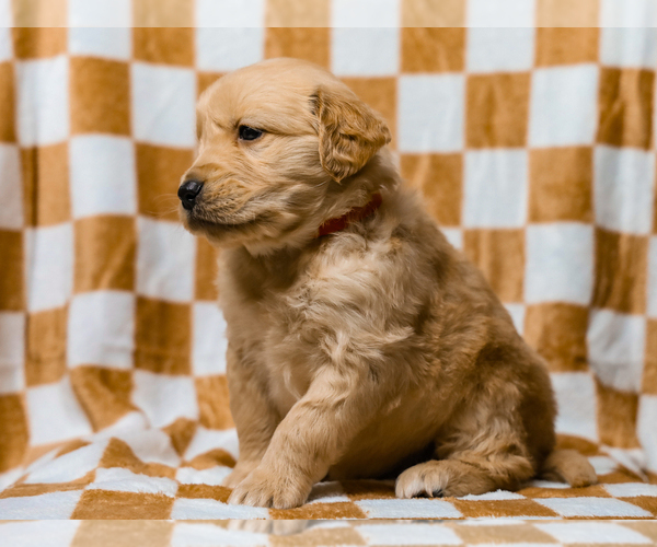 Medium Photo #5 Golden Retriever Puppy For Sale in LIBERTY, KY, USA