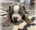 Puppy 4 Olde English Bulldogge