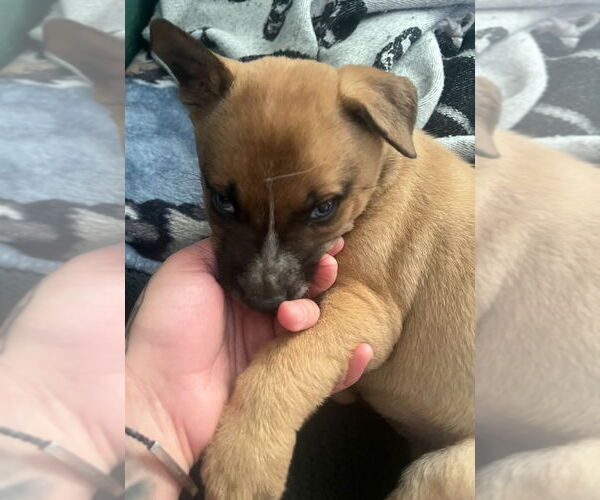 Medium Photo #2 Mutt Puppy For Sale in Dana Point, CA, USA