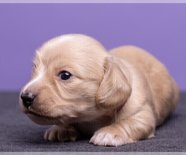 Medium Photo #15 Dachshund Puppy For Sale in CROWLEY, TX, USA