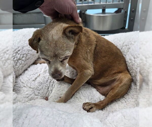 Medium Photo #1 Chihuahua Puppy For Sale in Long Beach, CA, USA