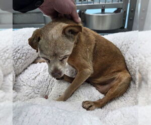 Chihuahua Dogs for adoption in Long Beach, CA, USA