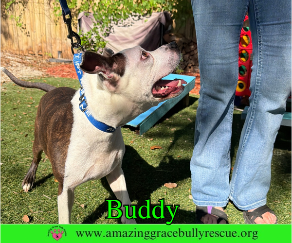 Medium Photo #2 American Pit Bull Terrier-Unknown Mix Puppy For Sale in Milton, FL, USA