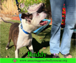 Small #1 American Pit Bull Terrier Mix