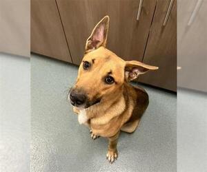 German Shepherd Dog-Unknown Mix Dogs for adoption in Baytown, TX, USA